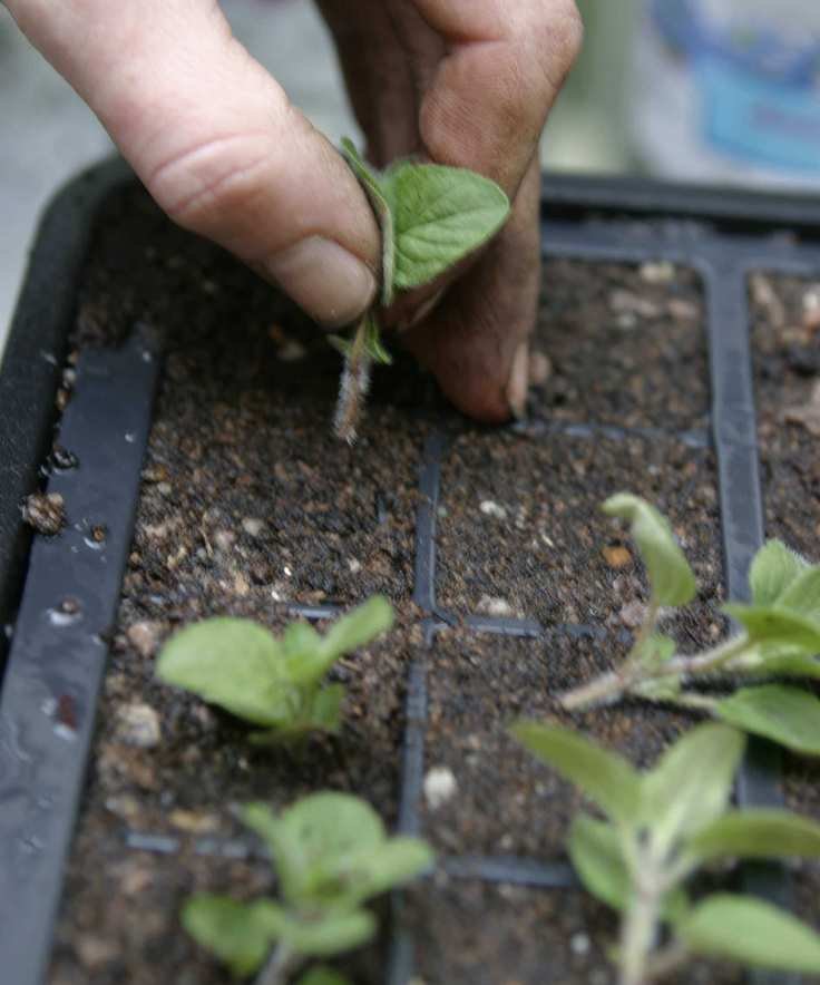 planting herb cuttings in a tray