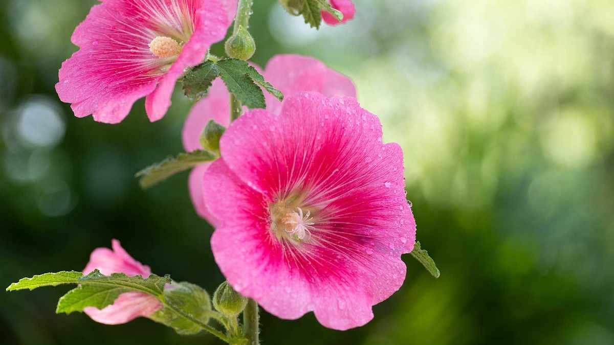 Protect Your Hollyhocks: 3 Essential Tips to Combat Rust
