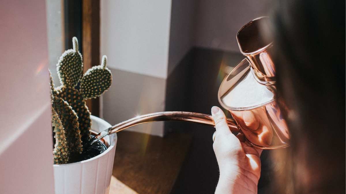 Mastering Cactus Watering: Avoid Common Mistakes to Keep Your Plant Thriving