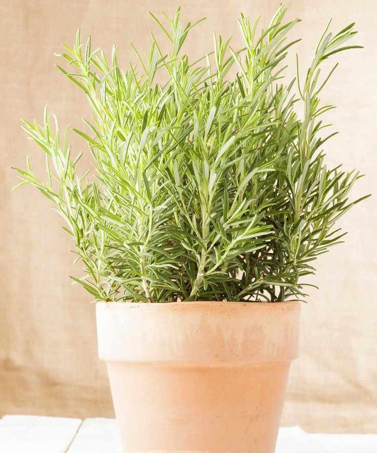 rosemary in terracotta pot