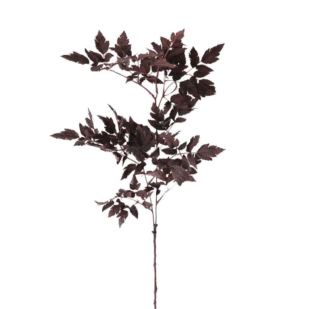 Plum Fake Cimicifuga Ramosa Leaves