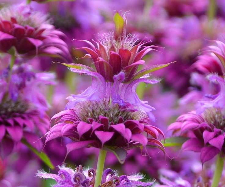 The lilac and mauve flowers of lemon bee balm (Monarda citriodora)