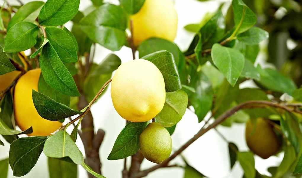 Growing a Lemon Tree Indoors: Essential Tips for Fresh Fruit