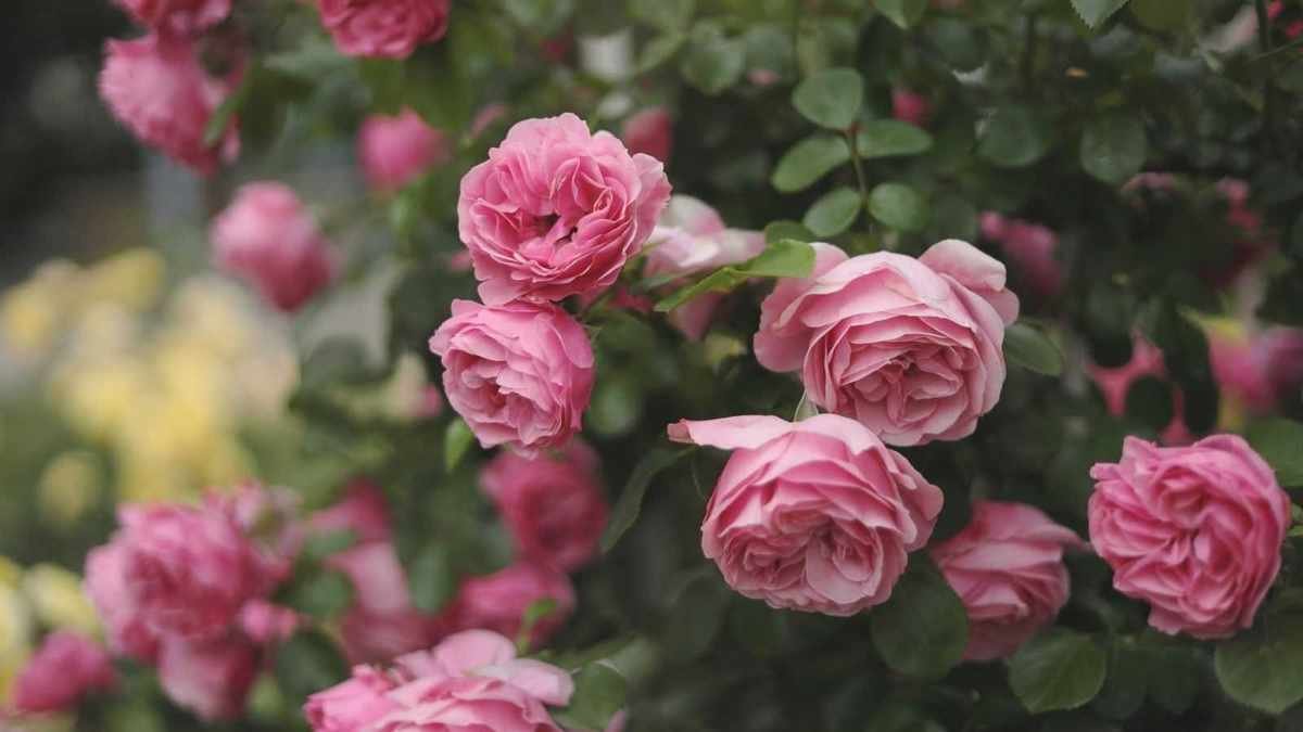 Essential Rose Care Tips for April to Ensure Summer Blooms