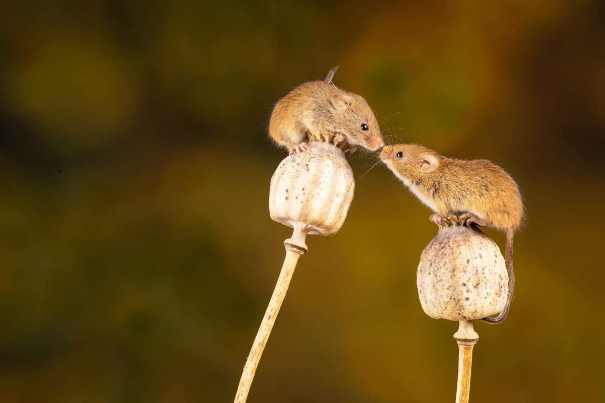 Effective Strategies to Eliminate Mice from Your Home