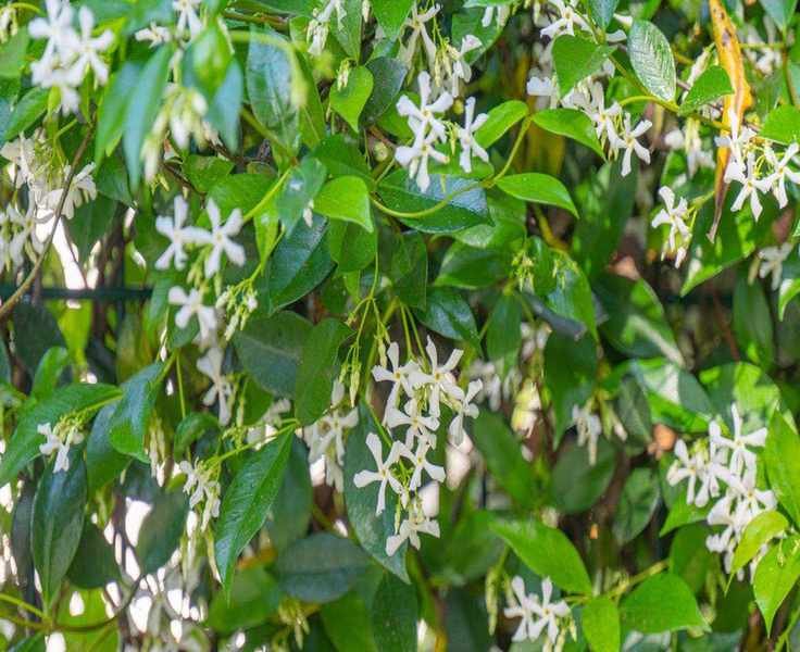 Growing Star Jasmine in Containers: Your Guide to This Beautiful Climber