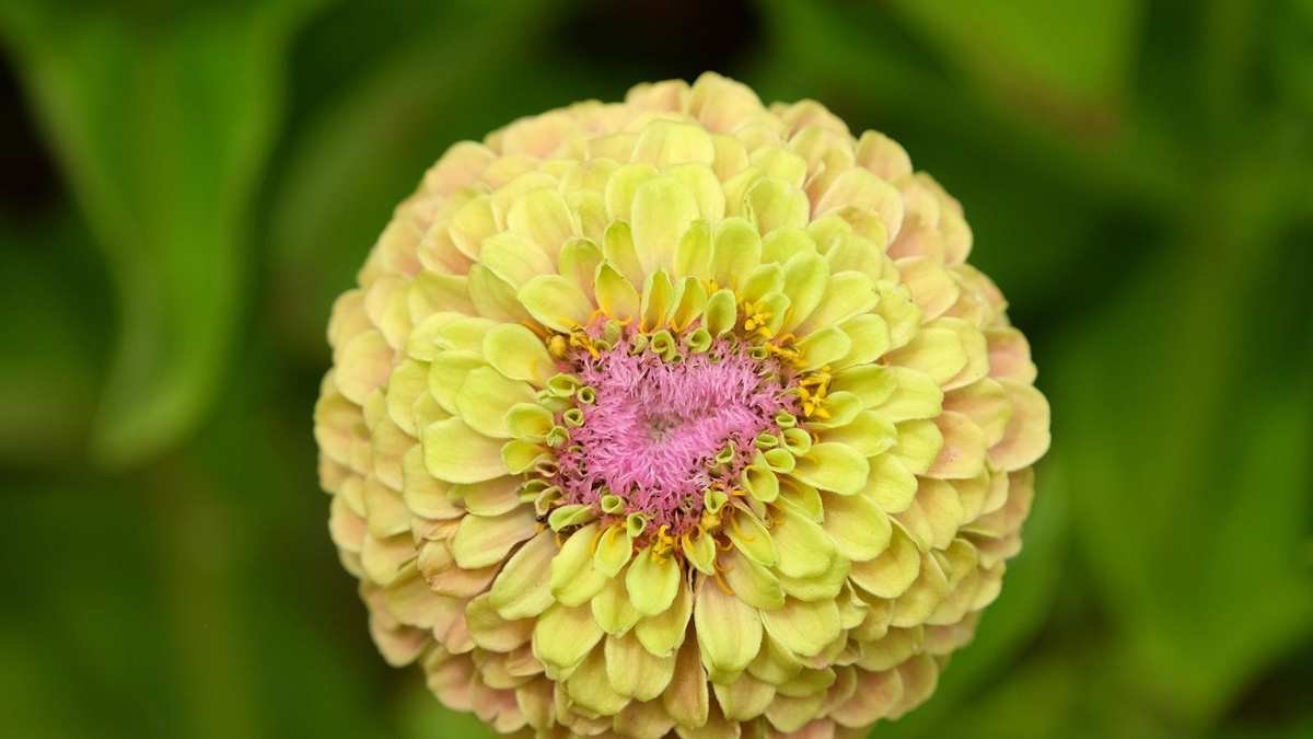 Bright and Bold Zinnia Varieties You Must Grow This Year