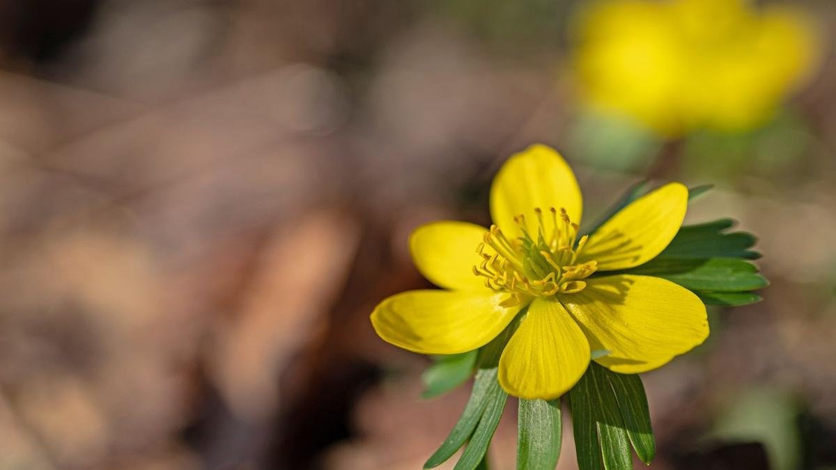 Growing Winter Aconites: Brighten Your Garden with Early Blooms