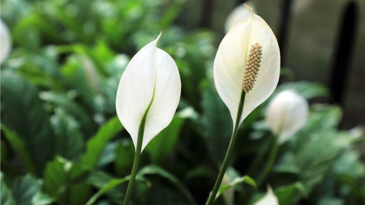 Growing a Peace Lily Outdoors: Tips for a Beautiful Bloom in Your Garden