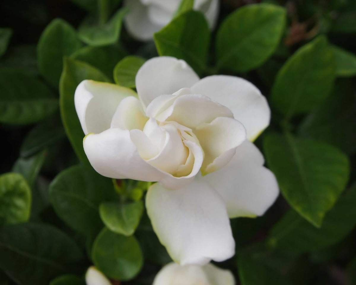 gardenia flower