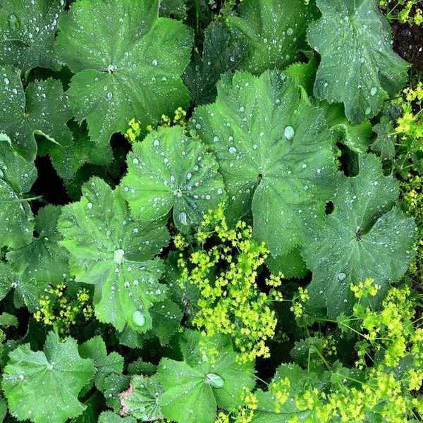 Close-up of Alchemilla leaf with water drops