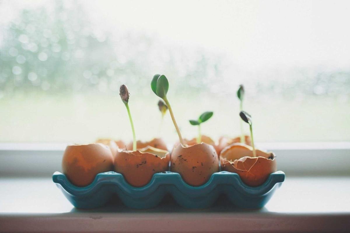 Understanding the Key Differences Between IRAs and 401(k)s