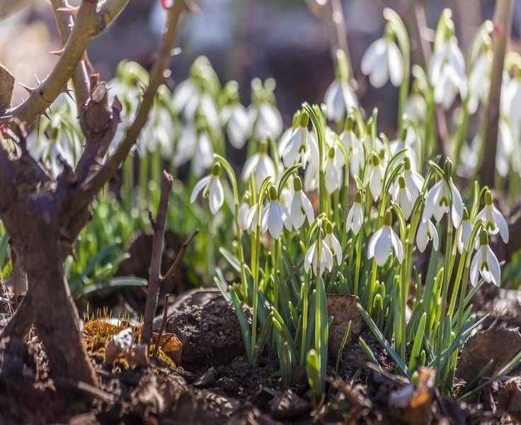 Planting Snowdrops 'In the Green': A Simple Guide for Your Garden