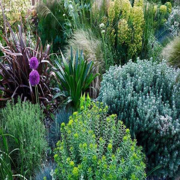 10 Stunning Coastal Plants Perfect for Ocean-Adjacent Gardens