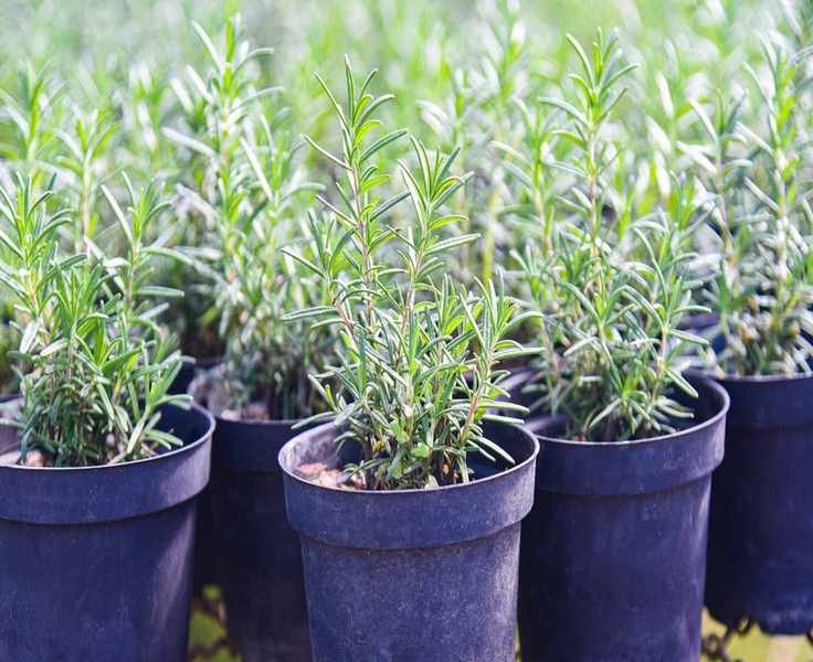 Can Rosemary Keep Mosquitoes Away? Discover Its Surprising Benefits