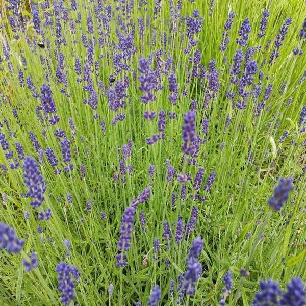 Lavender hidcote