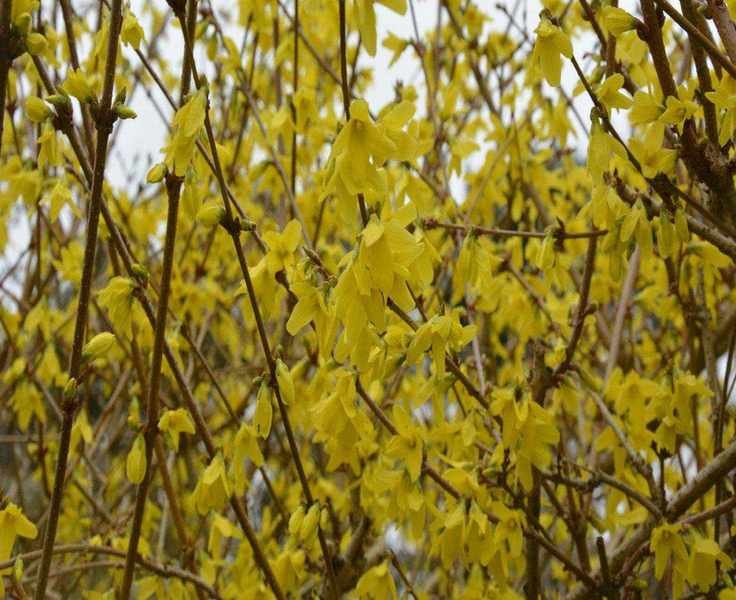 Essential Forsythia Care in April for Stunning Blooms Next Spring