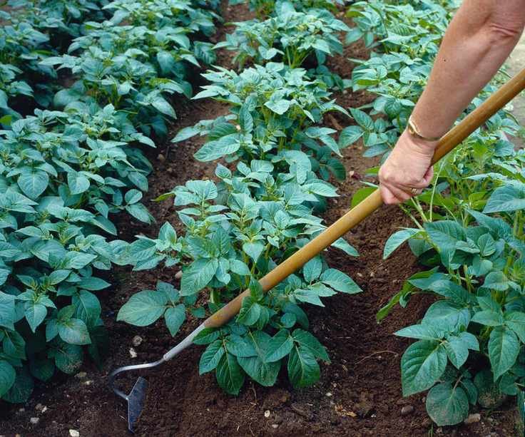 A gardener uses a hoe to drag soil around potato plants to earth them up