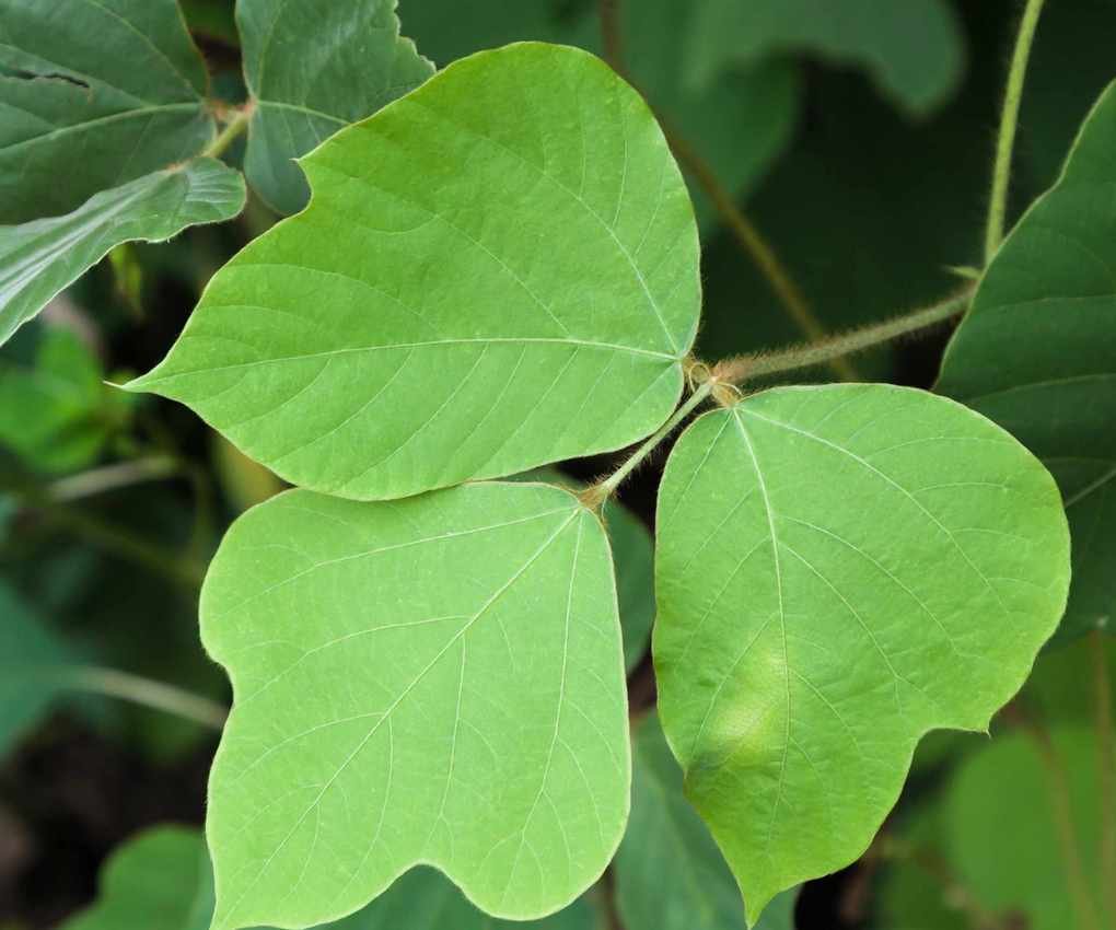 Kudzu vine leaf