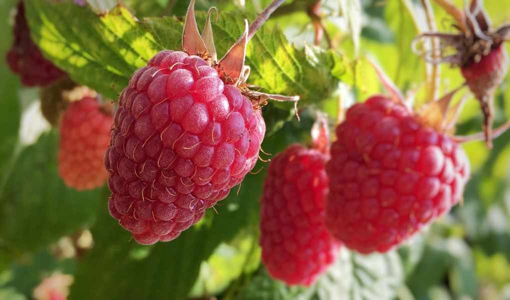 Raspberry plant
