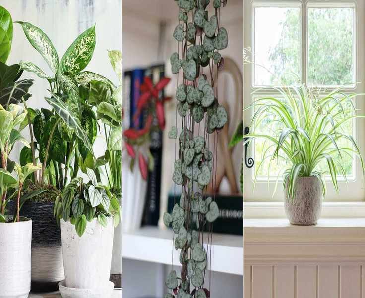 Top 10 Easy Indoor Plants Perfect for Beginners