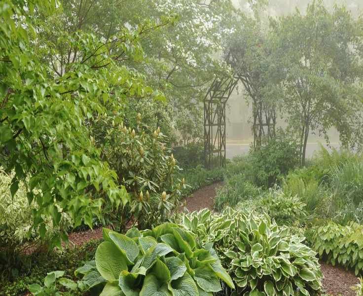 Top 5 Shade-Tolerant Trees to Plant This Spring