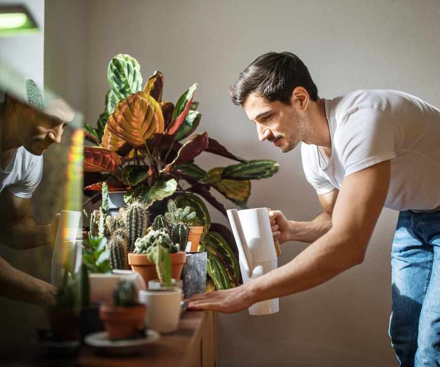 Watering houseplants