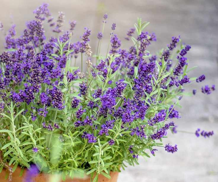 Lavender plant growing in a clay pot