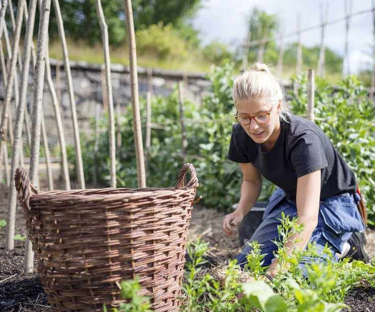 Woman weeding an allotment plot