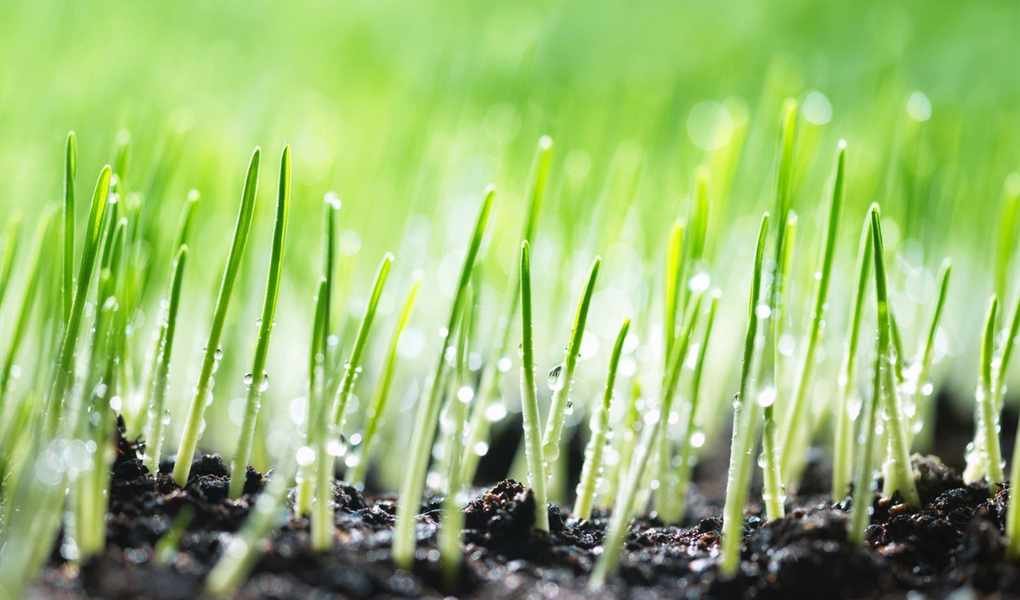 Top Fast-Growing Grass Seeds for a Lush Lawn in Record Time