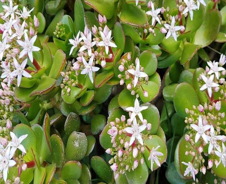 Jade Plant Drooping? Discover 7 Key Causes and Fixes