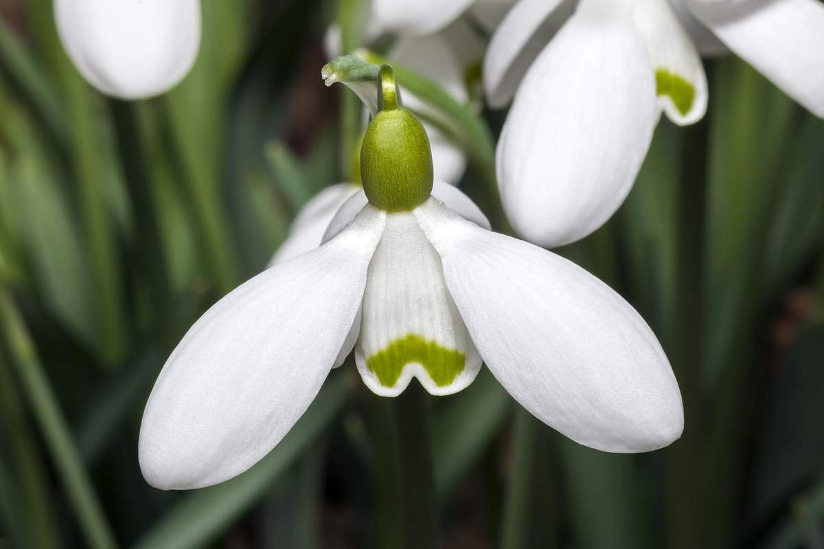 Galanthus S.Arnott