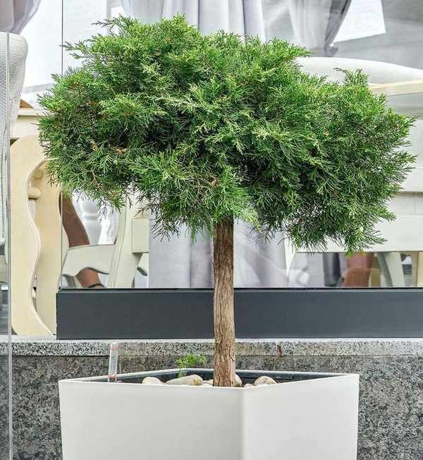 potted cypress tree