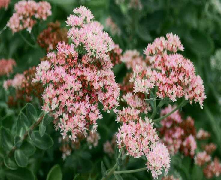 Sedum: The Drought-Resistant Perennial Every Gardener Will Love in 2026