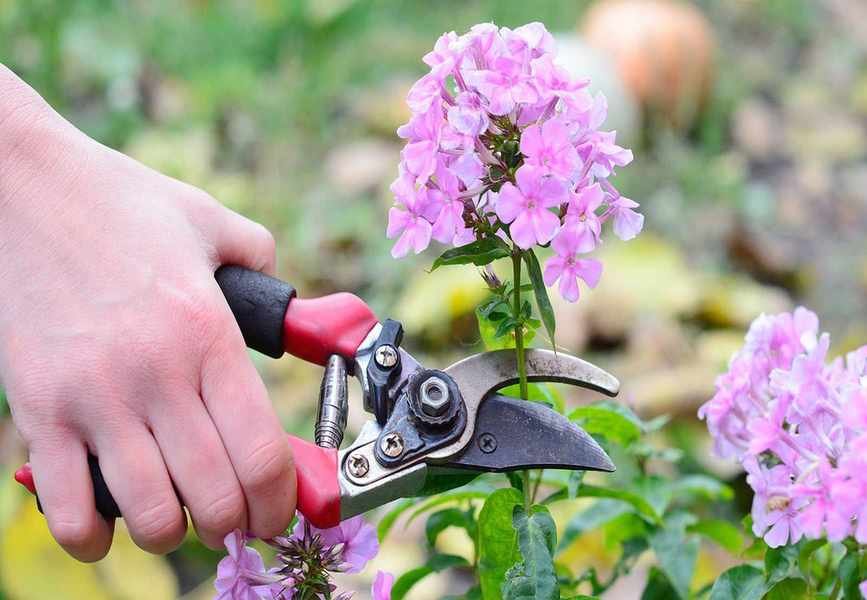 Understanding Deadheading: Key to Thriving Plants All Summer