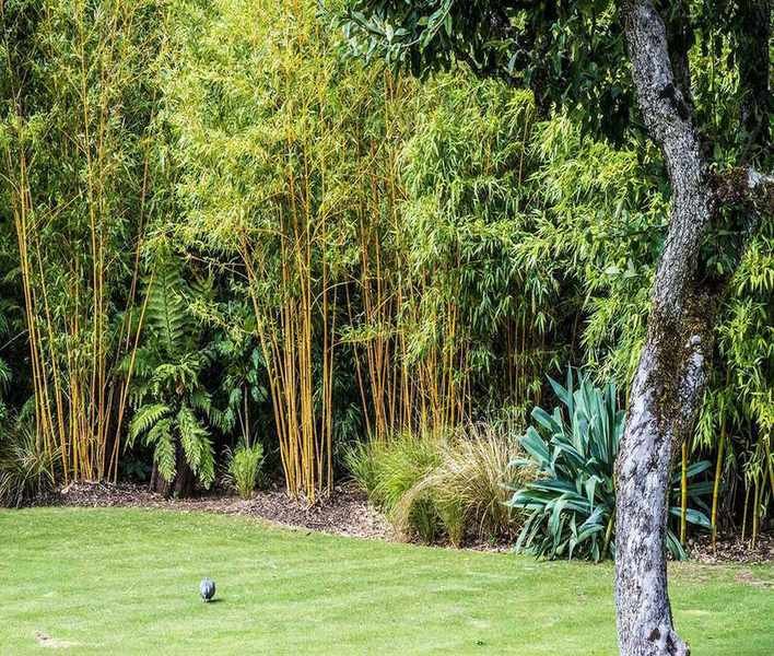 Add Bamboo to Your Yard This April for Year-Round Privacy