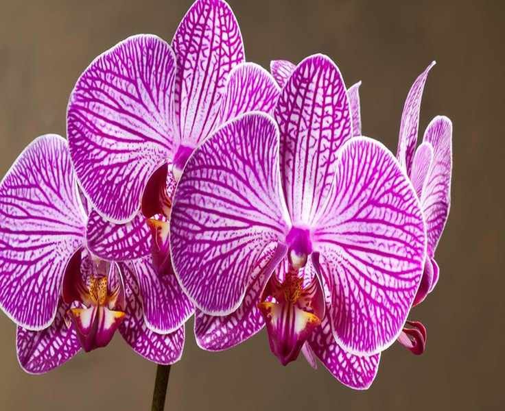 Optimal Orchid Placement for Feng Shui: Elevate Beauty and Relationships
