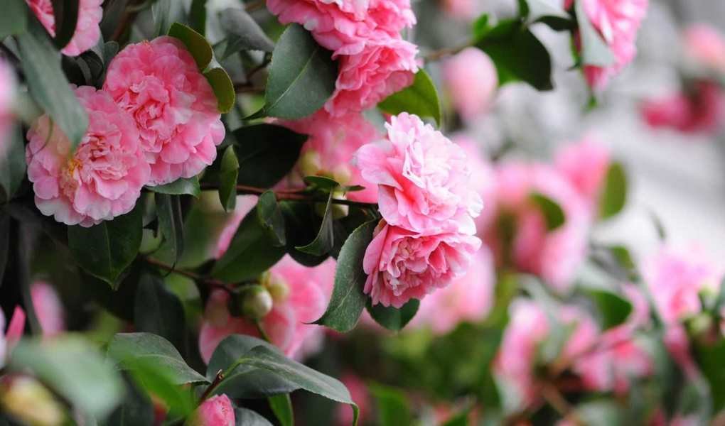Essential April Care for Your Camellia – 5 Key Tasks for Flourishing Blooms