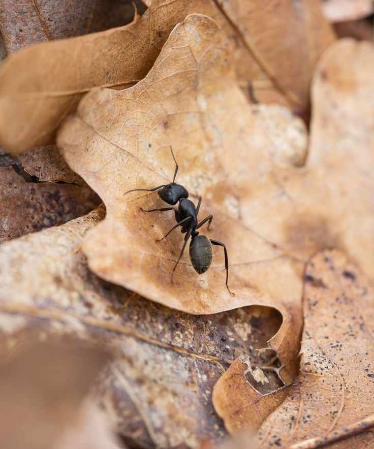 Carpenter ant on a leaf