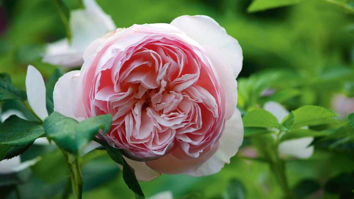 Planting Bare Root Roses: Essential Tips for Vibrant Blooms