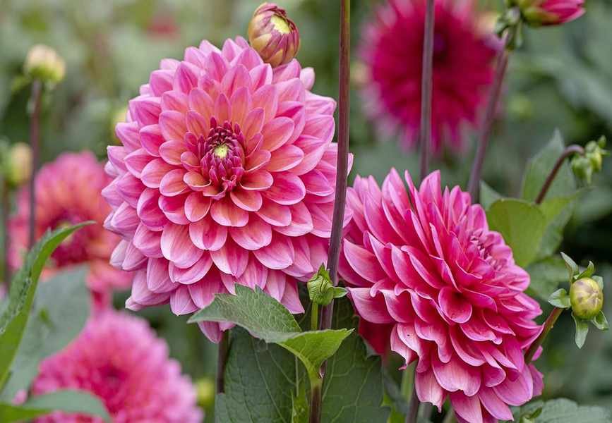 Best Timing for Planting Dahlias for Stunning Blooms