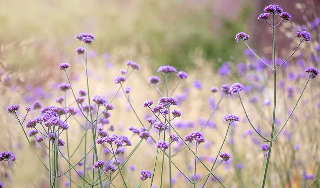 Top Cut Flowers for Allergy Sufferers: What to Grow and What to Skip