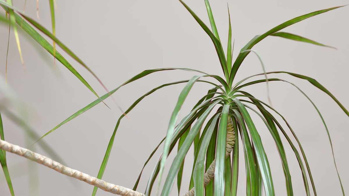 Caring for Your Dragon Tree Plant: Essential Tips for Success