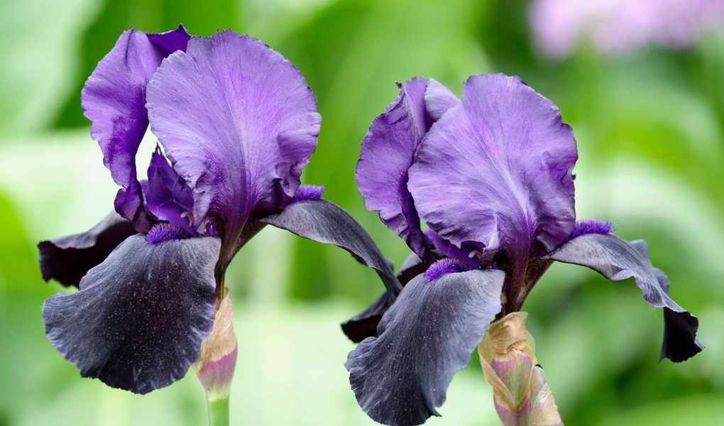 When to Plant Iris Bulbs for a Vibrant Spring and Summer Display