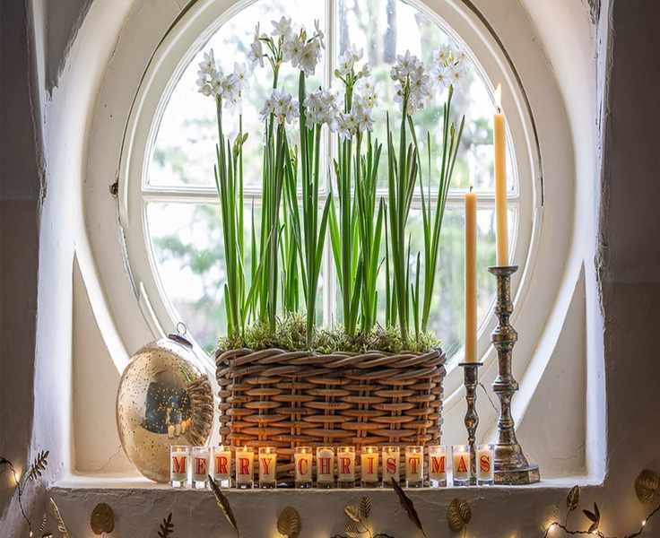 Forcing Bulbs Indoors for a Festive Christmas