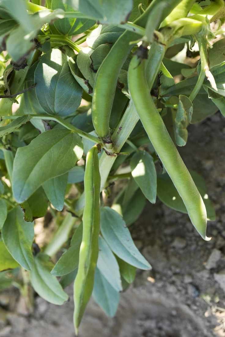 fava bean pods