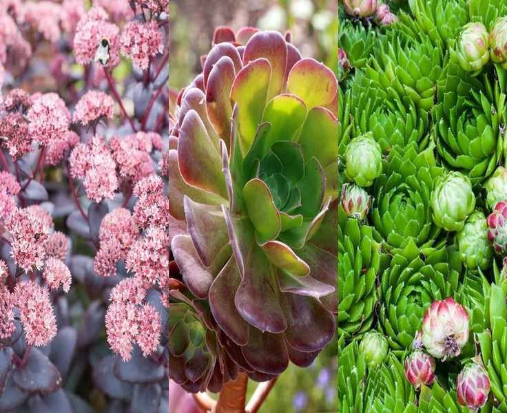 Discover the Top 5 Succulent Varieties You Can't Kill