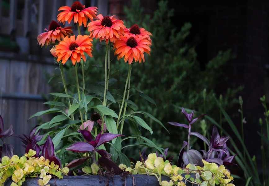 Growing Coneflowers in Pots: 5 Essential Tips for Vibrant Blooms