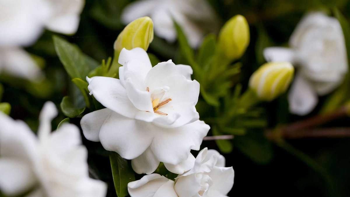 Essential April Care for Your Gardenias to Ensure Summer Blooms