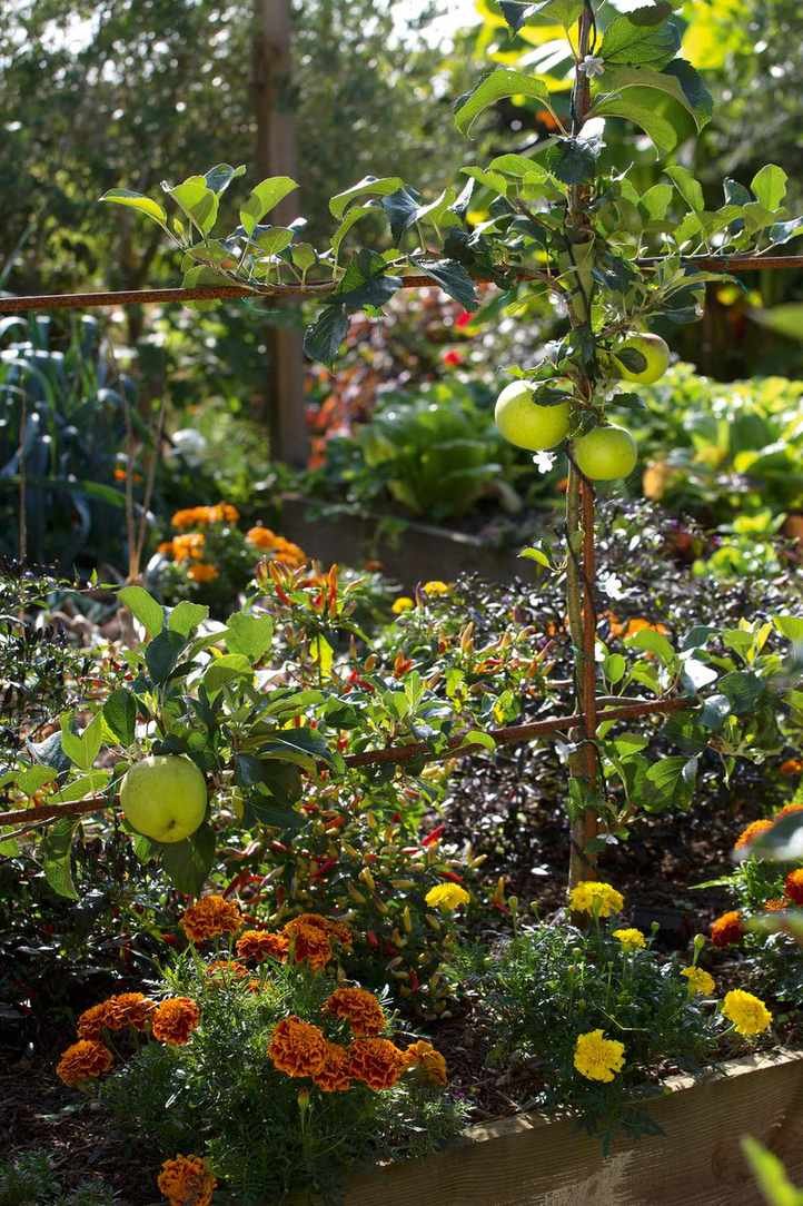 Fine metal trellis with apples